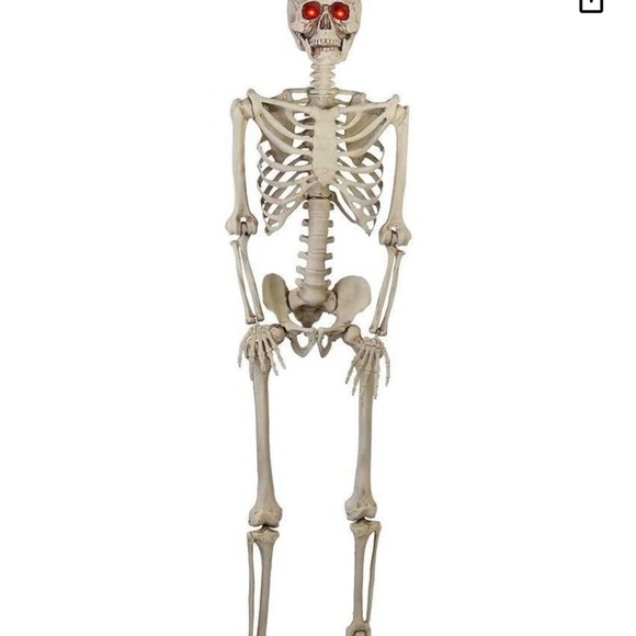 Posable Life-Size Halloween Skeleton, 5' life size shipping cost varies - Picture 3 of 4
